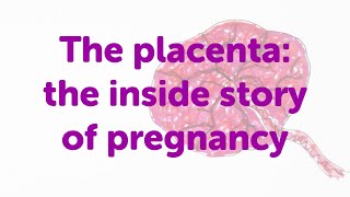 Placenta Position really predict the Baby gender  II Posterior and Anterior Placenta positions [upl. by Akyre]