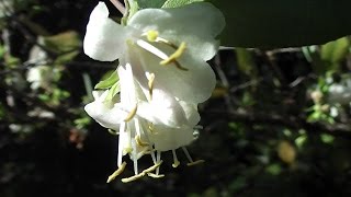 Lonicera fragrantissima for Honeyeaters [upl. by Quin225]