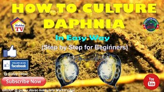 HOW TO CULTURE DAPHNIA In Easy Way [upl. by Chan]