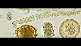 Introduction to Veterinary Parasitology [upl. by Yllatan]