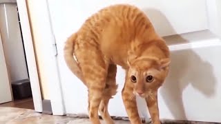 Funny Scaredy Cats Compilation  READ DESCRIPTION 👇🔥 [upl. by Enidlarej]