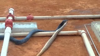 Blue Indigo Vs Rattlesnake  ViralHog [upl. by Odrarej]