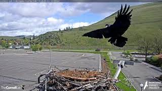 Common Raven Takes Egg From Hellgate Osprey Nest – May 3 2020 [upl. by Sami]