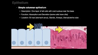 Epithelium [upl. by Radu]