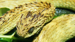 Striking Facts About Viper Snakes [upl. by Zanahs]