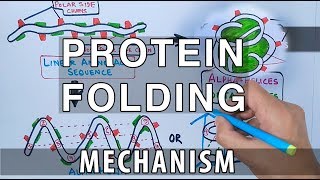 Protein Folding Mechanism [upl. by Ailegra]