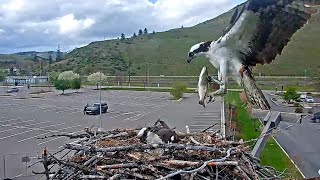 Fresh Fish Delivery For Iris At The Hellgate Osprey Nest – May 6 2024 [upl. by Rosenberg740]