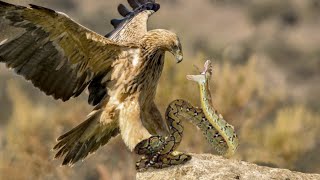 King Eagle Attacks Snake [upl. by Halladba]