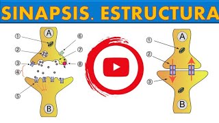 SINAPSIS ESTRUCTURA ¡FÁCIL Y SENCILLO 9 [upl. by Ehcor]