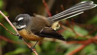 NZ Fantail  Piwakawaka [upl. by Htebiram]