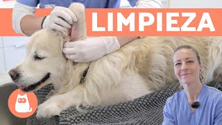 Cómo LIMPIAR LAS OREJAS de UN PERRO 🐶🩺 Curso de Auxiliar Técnico Veterinario [upl. by Celin]