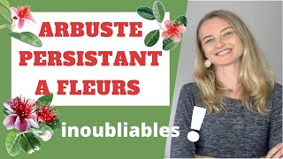 Un arbuste persistant à FLEURS INOUBLIABLES pour votre haie [upl. by Ecnarepmet]